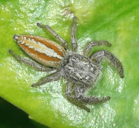 Salticidae : femmina di Marpissa pomatia? S